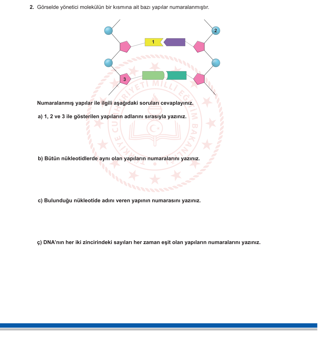 Fen Bilimleri sorusu 11 — DNA Yapısı ve Nükleotidler — Hücre Bölünmesi ve Kalıtım / 8. Sınıf Fen Bilimleri