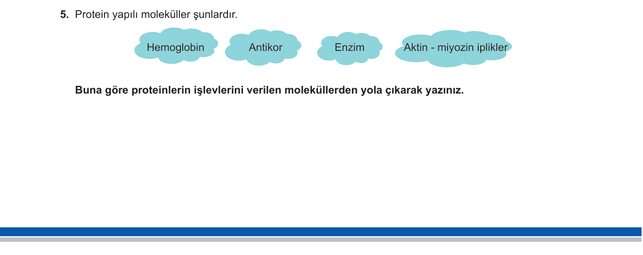 Biyoloji sorusu 5 — Proteinler ve işlevleri
