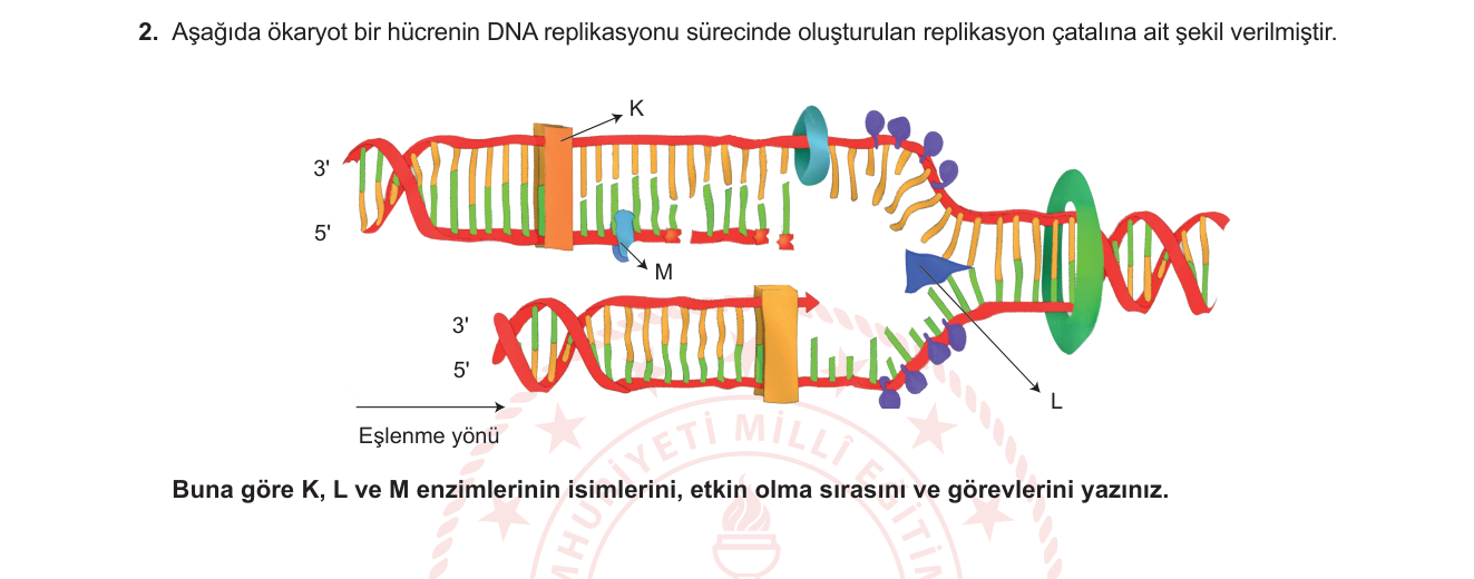 Biyoloji sorusu 2 — DNA Replikasyonu — Replikasyon Enzimleri (Primaz, DNA Polimeraz, Ligaz) ve Görevleri (12. sınıf Biyoloji)