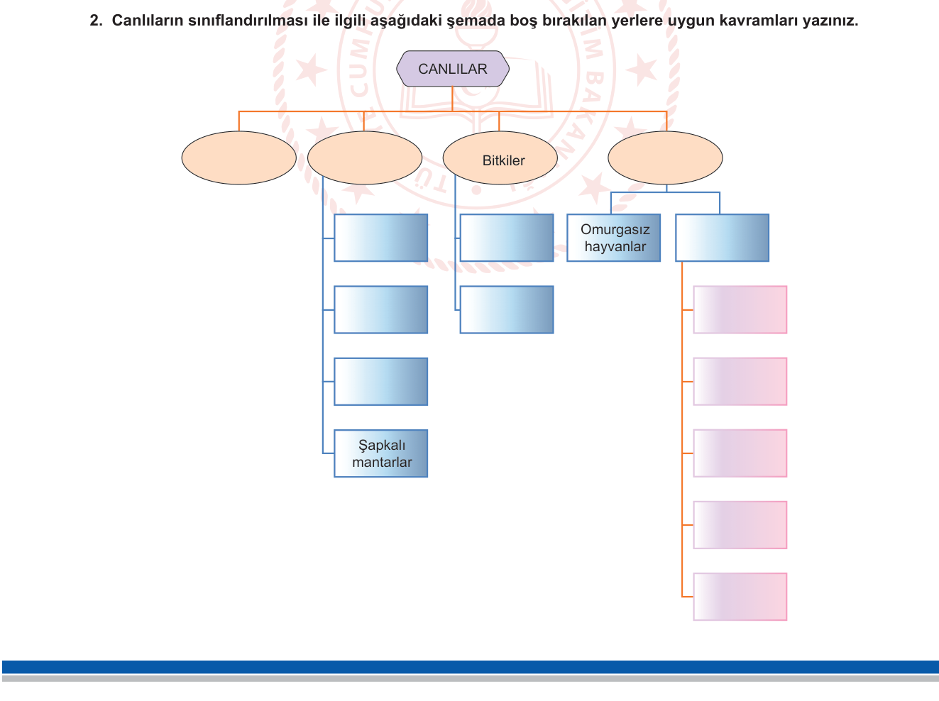 Fen Bilimleri sorusu 2 — Canlıları Tanıyalım — Detaylı Sınıflandırma Şeması