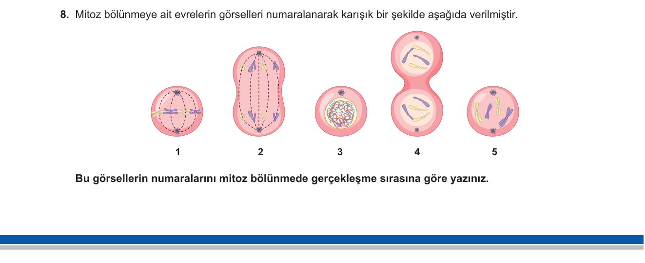 Fen Bilimleri sorusu 9 — Mitoz Bölünme Evreleri — Hücre ve Bölünmeler
