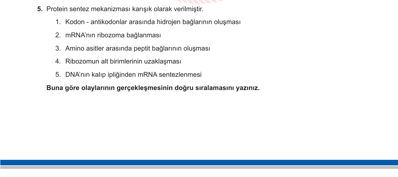 Biyoloji sorusu 5 — Protein sentezi: transkripsiyon, translasyon uzama ve sonlanma