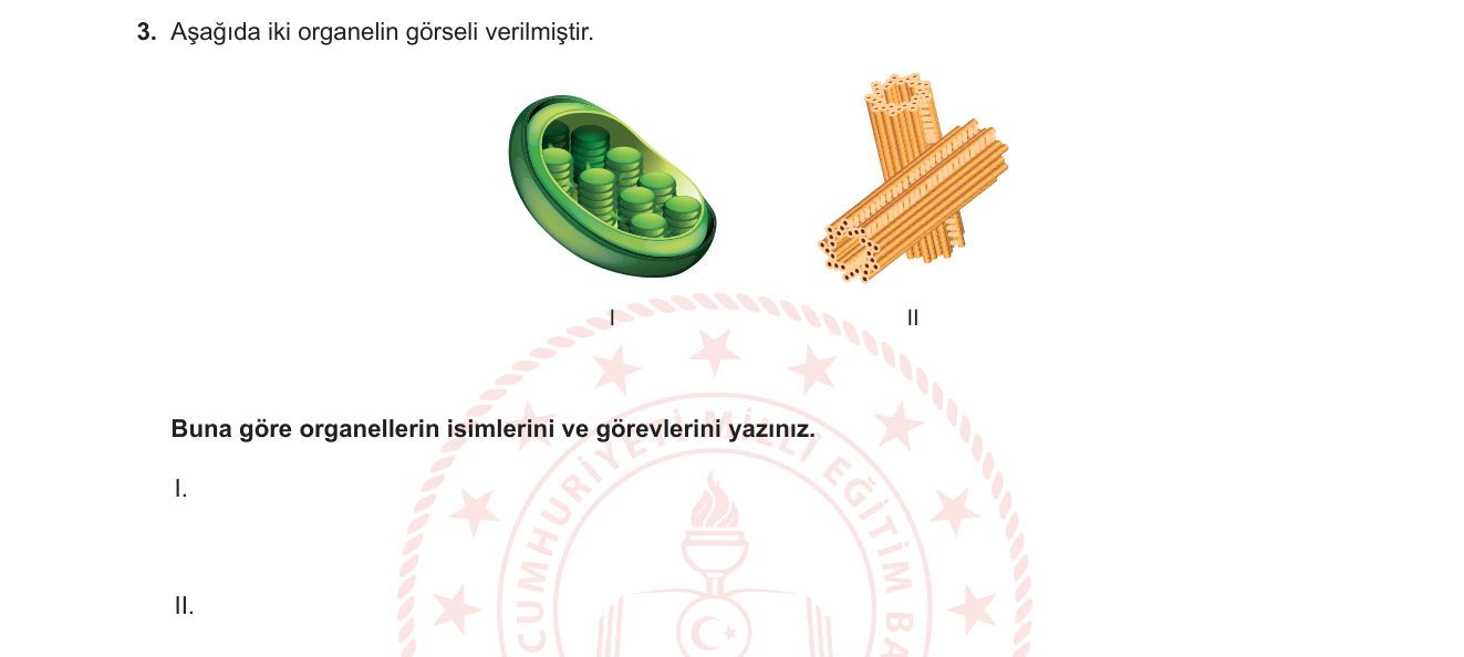 Biyoloji sorusu 3 — 