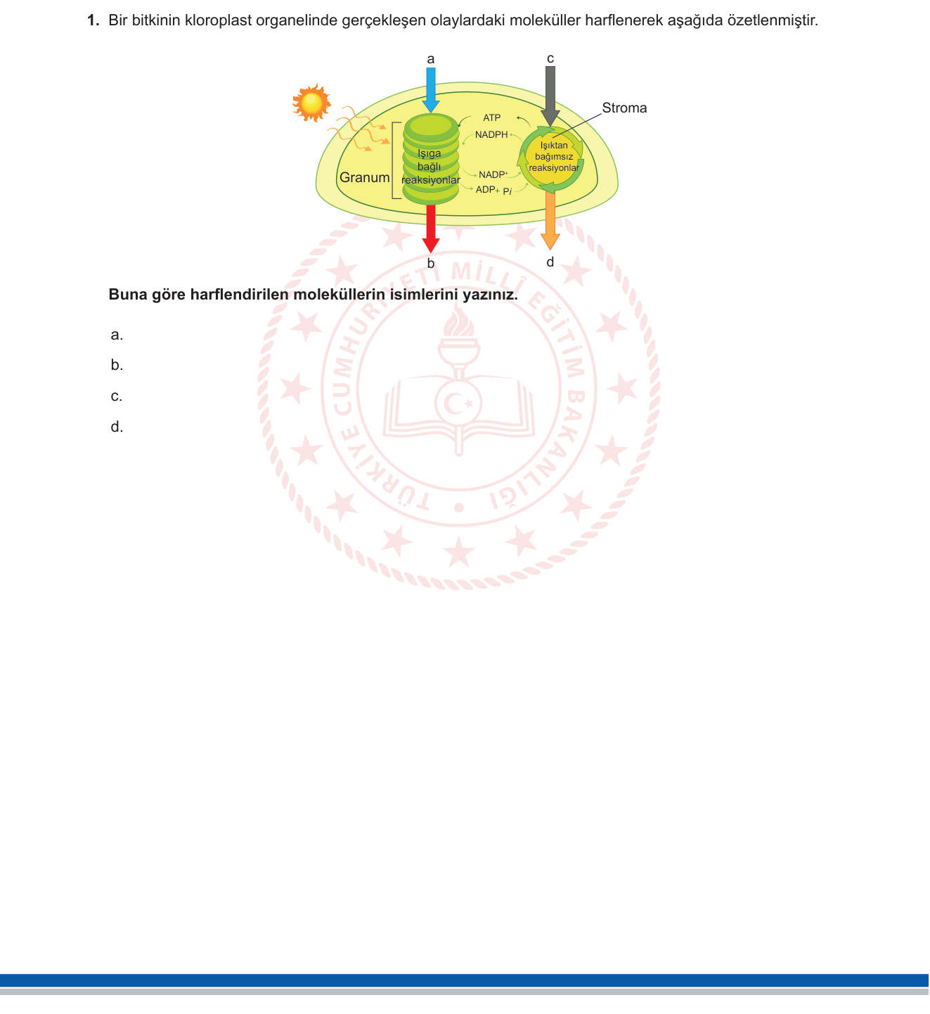 Biyoloji sorusu 18 — 