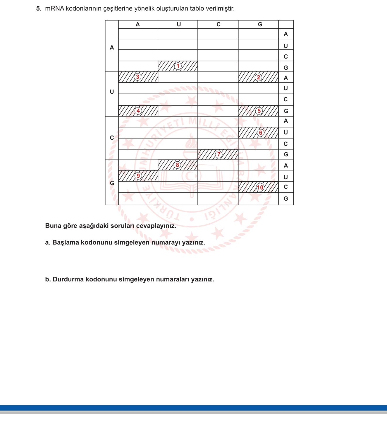 Biyoloji sorusu 15 — Genetik Şifre ve Protein Sentezi (kodon, başlama/durdurma kodonları)