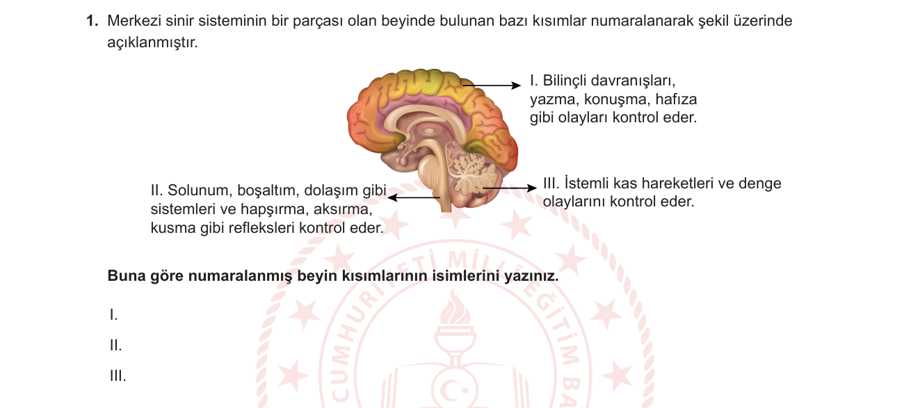 Biyoloji sorusu 1 — Merkezi sinir sistemi — beyin bölümleri ve işlevleri (11. Sınıf Biyoloji)