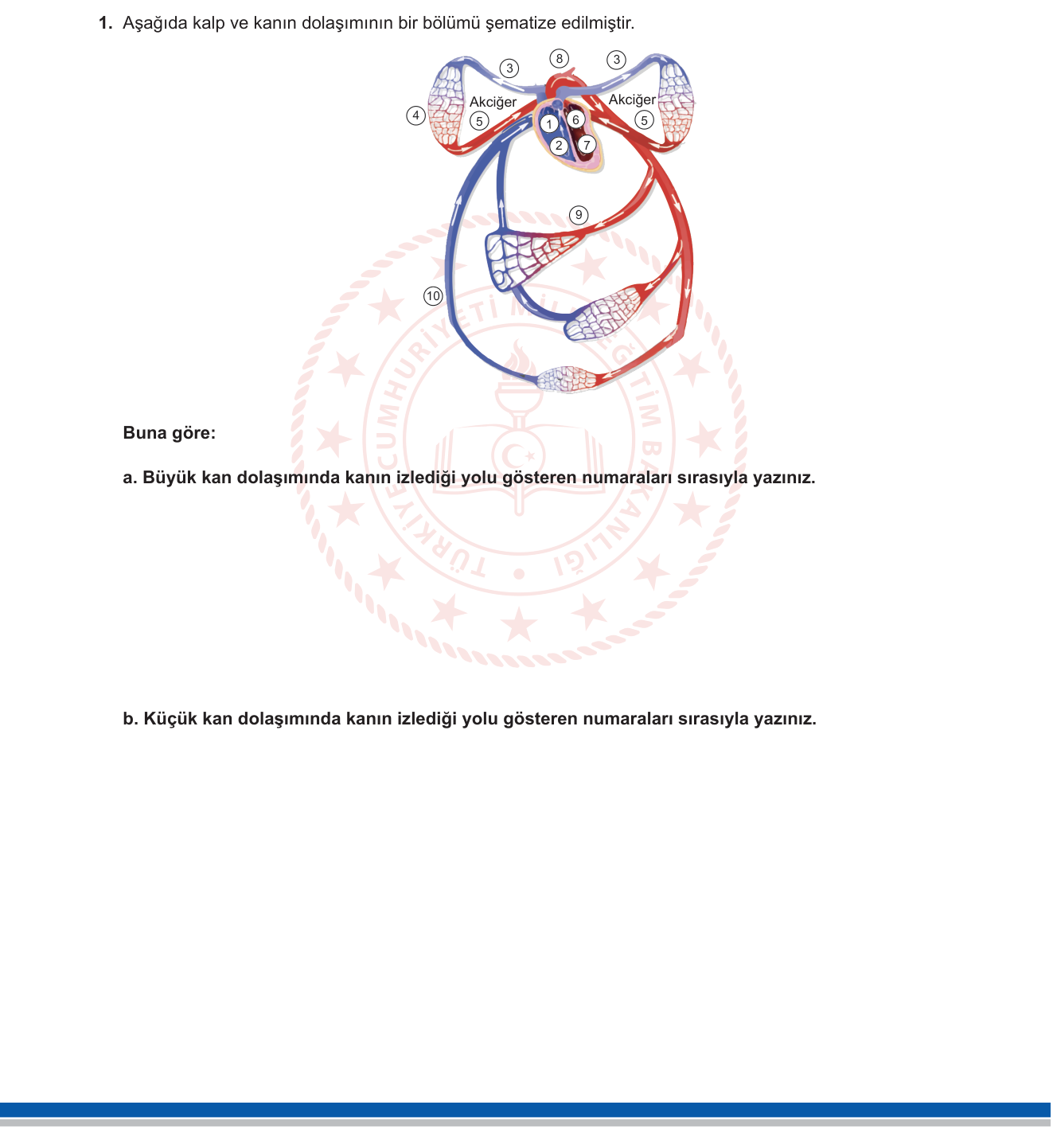 Biyoloji sorusu 31 — 
