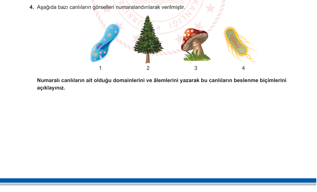 Biyoloji sorusu 4 — Canlıların sınıflandırılması: domain sistemi, âlemler ve beslenme biçimleri