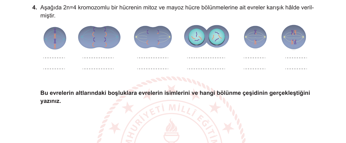 Biyoloji sorusu 12 — Hücre Bölünmeleri: Mitoz ve Mayoz Evrelerinin Karşılaştırılması