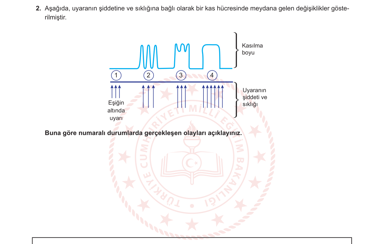 Biyoloji sorusu 2 — Sinir Sistemi ve Hareket — Kas Kasılması / Eşik Değeri / Toplamlaşma / Tetanoz