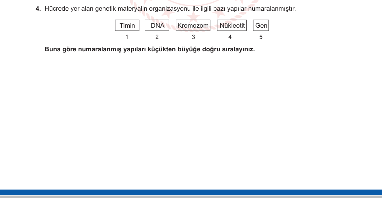 Biyoloji sorusu 8 — Genetik materyalin organizasyonu — baz, nükleotit, gen, DNA, kromozom boyut ilişkisi