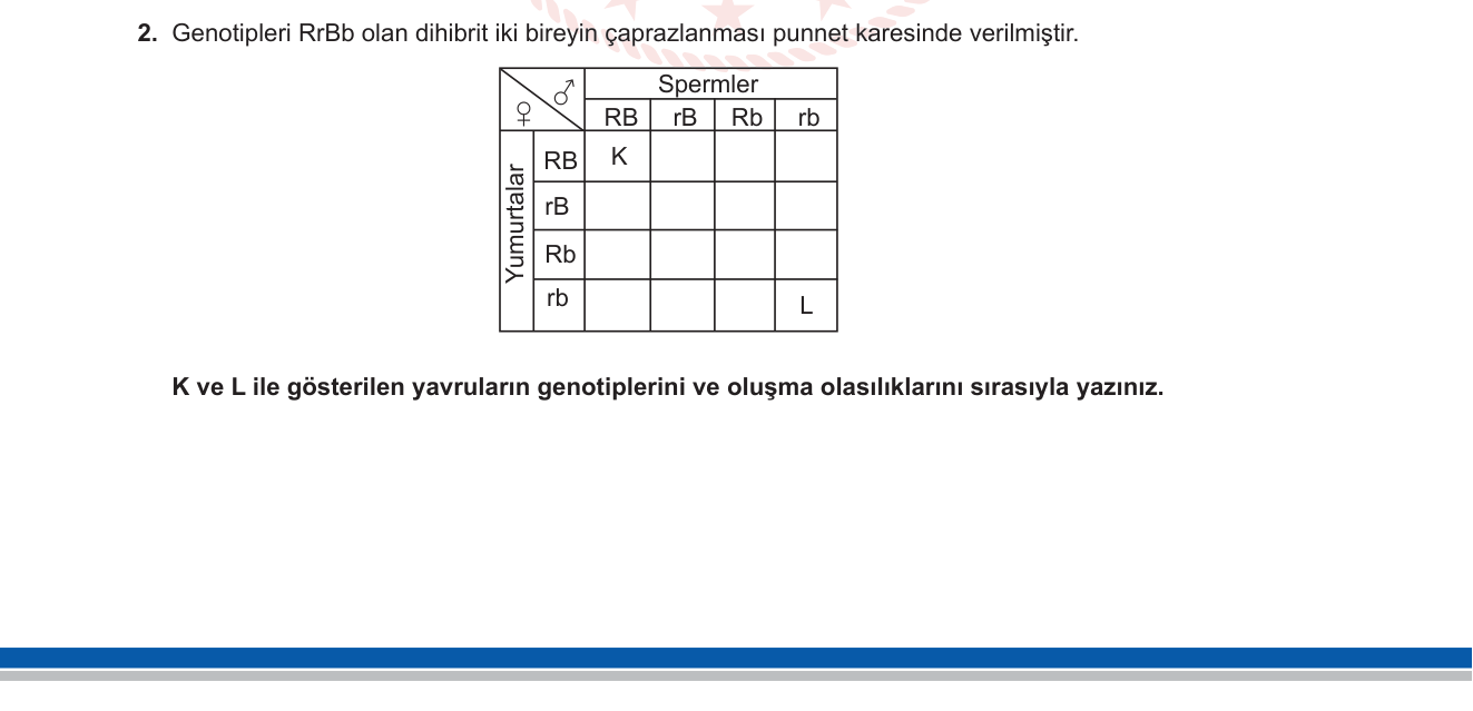 Biyoloji sorusu 2 — Kalıtım — Dihybrid çaprazlama, Punnet karesi, bağımsız dağılım yasası (10. sınıf Biyoloji)