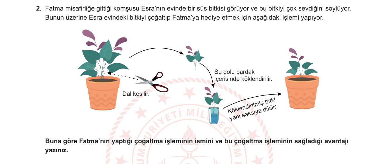 Biyoloji sorusu 9 — Eşeysiz üreme: vejetatif üreme, çelikle çoğaltma ve avantajları (10. sınıf)