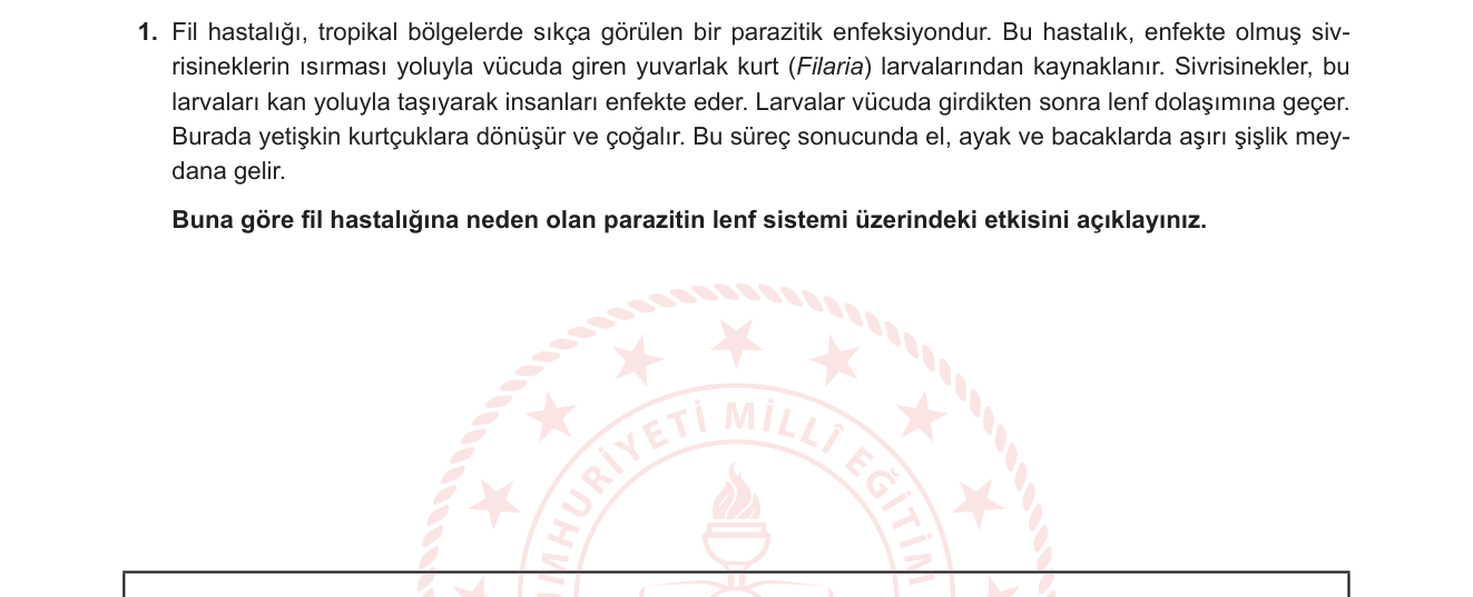 Biyoloji sorusu 1 — Dolaşım Sistemi — Lenf Sistemi, Lenfödemi ve Parazitik Enfeksiyonlar (11. sınıf Biyoloji)