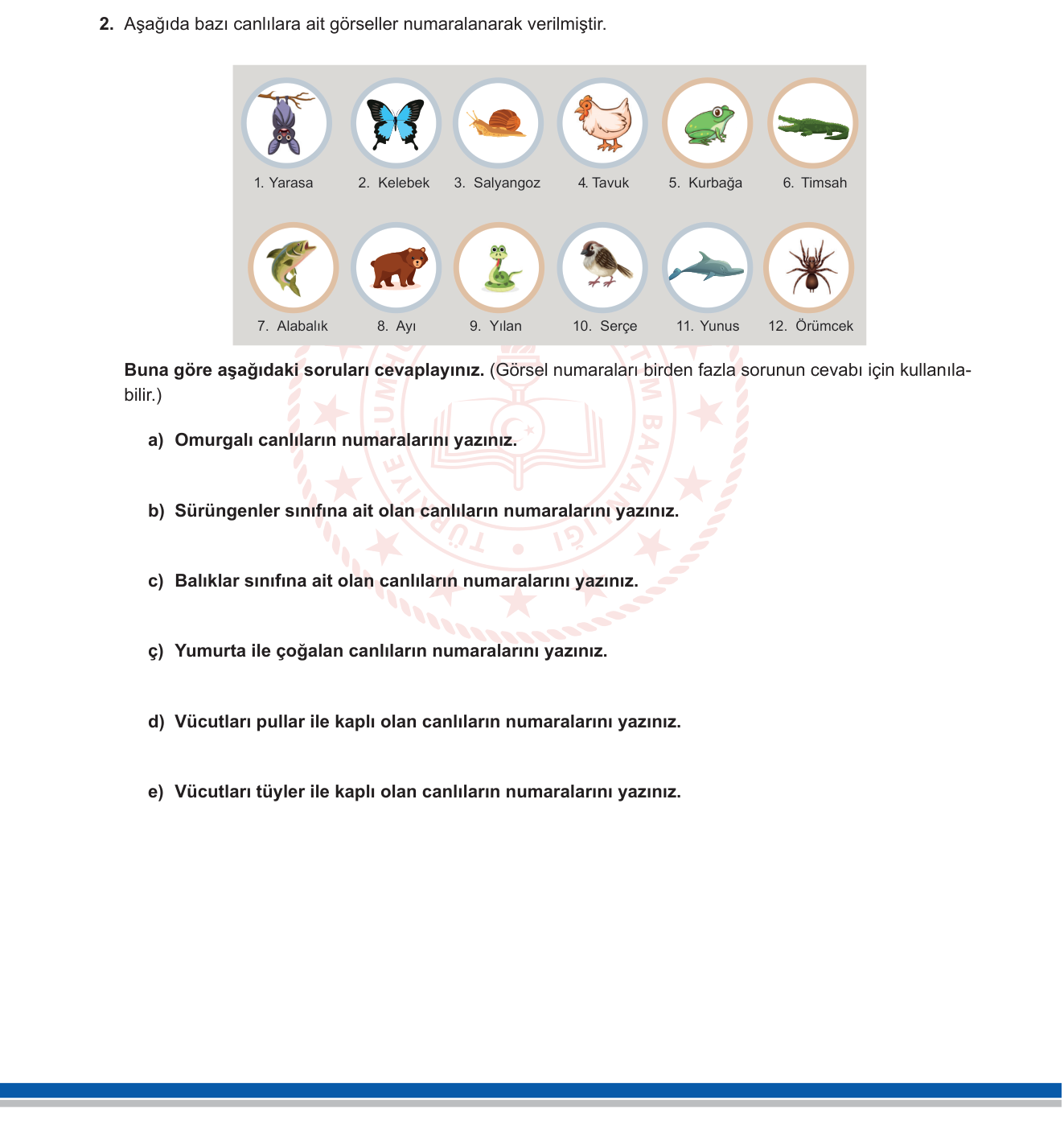 Fen Bilimleri sorusu 11 — Canlıları tanıyalım — omurgalı/omurgasız ve sınıfları (5. sınıf Fen)