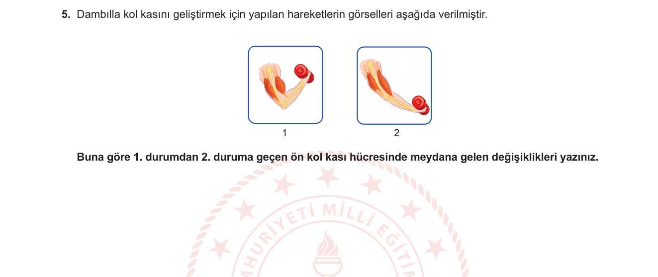Biyoloji sorusu 23 — Hareket Sistemi — Kas Kasılması ve Gevşemesi, Hücresel Mekanizma