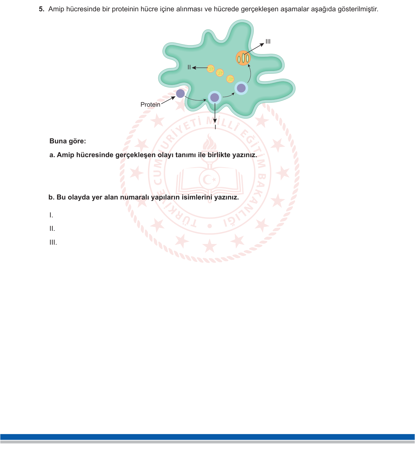 Biyoloji sorusu 21 — 