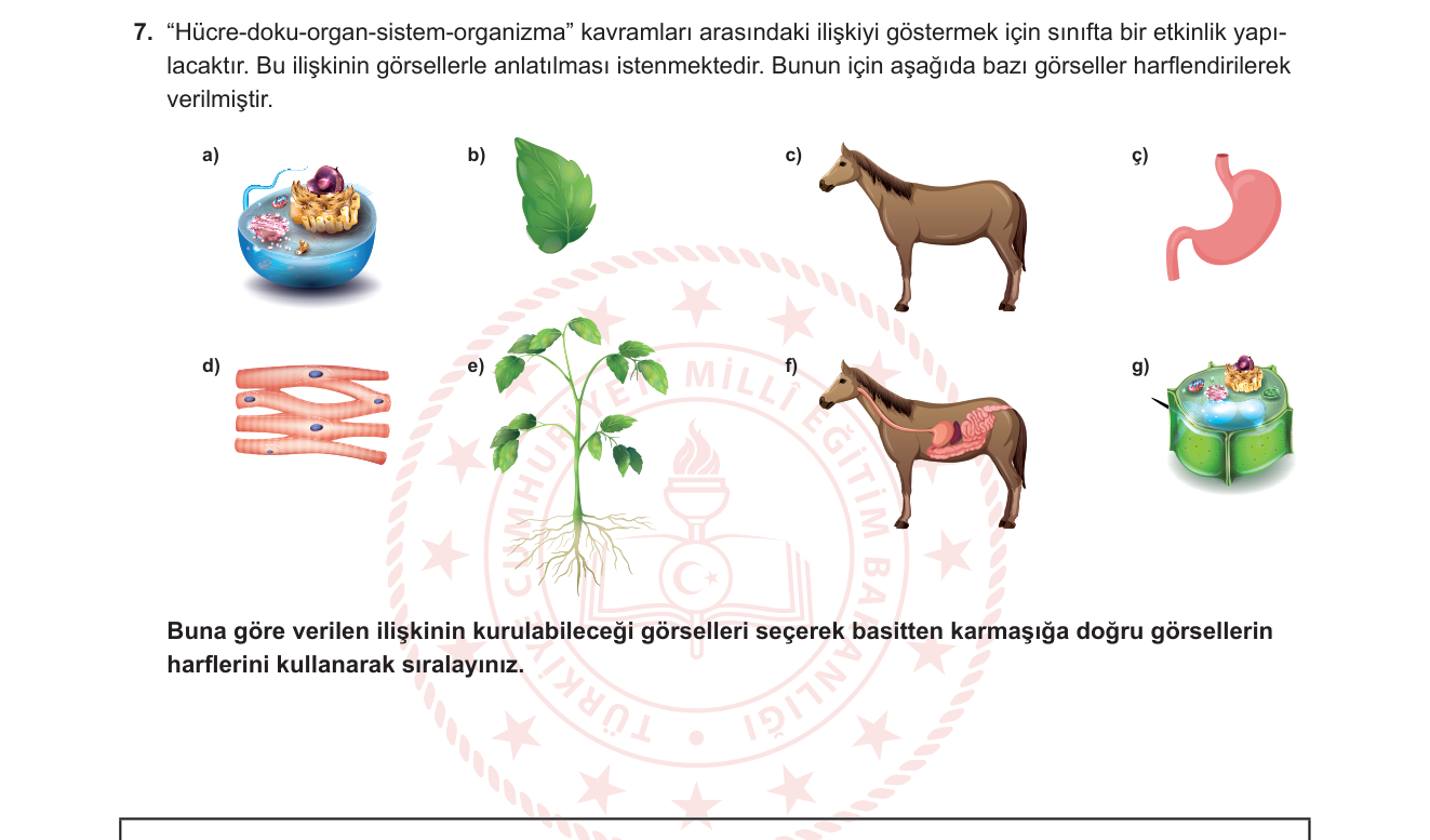 Fen Bilimleri sorusu 8 — Canlıların Yapısal Organizasyonu (Hücre-Doku-Organ-Sistem-Organizma) — Hücre ve Bölünmeler