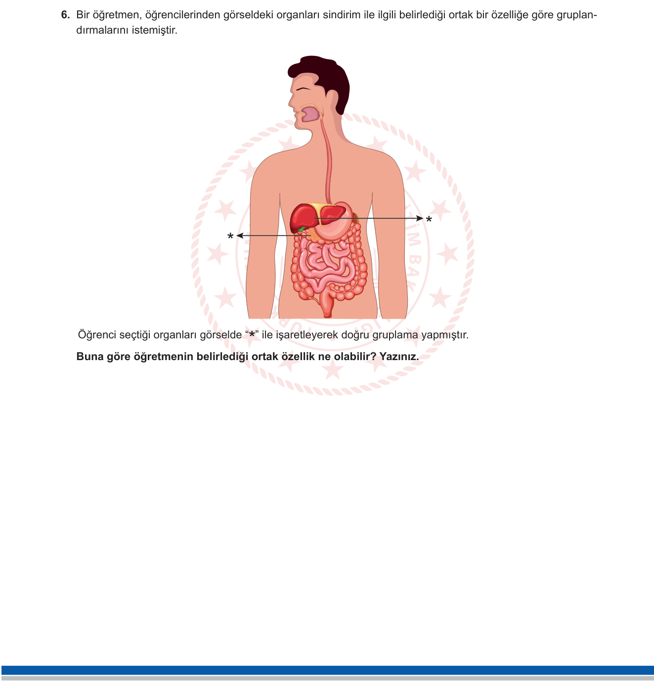 Fen Bilimleri sorusu 7 — Sindirim Sistemi — Yardımcı Sindirim Organları (Karaciğer, Pankreas) (6. Sınıf)