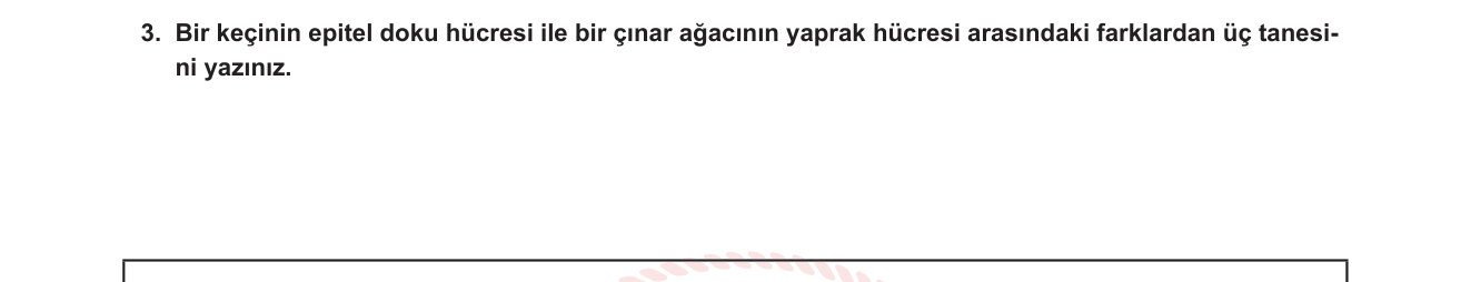 Fen Bilimleri sorusu 12 — Hücre Yapısı — Hayvan ve Bitki Hücresi Karşılaştırması (7. Sınıf Fen Bilimleri)