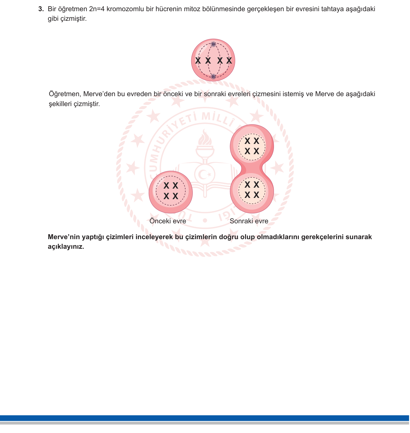 Biyoloji sorusu 2 — Mitoz Bölünme Evreleri / Profaz-Metafaz-Anafaz / Kromatid Yapısı